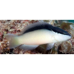 Pseudochromis Perspicillatus